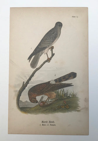 Warren Birds of Pennsylvania 1890 2nd Ed Chromolithograph "Marsh Hawk"