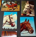 10 Horse Postcards Stable Foal Color Equestrian Kruger Unused
