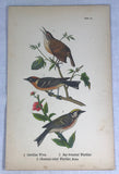 Warren Birds of PA 1890 2nd Ed Chromolithograph "Carolina Wren Warbler"