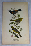 Warren Birds of PA 1890 2nd Ed Chromolithograph "Orchard Oriole"