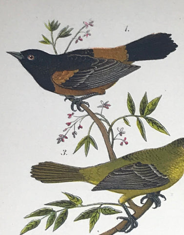 Warren Birds of PA 1890 2nd Ed Chromolithograph "Orchard Oriole"