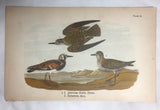 Warren Birds of PA 1890 2nd Ed Chromolithograph American Golden Plover Turnstone