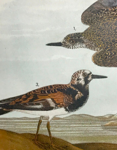 Warren Birds of PA 1890 2nd Ed Chromolithograph American Golden Plover Turnstone