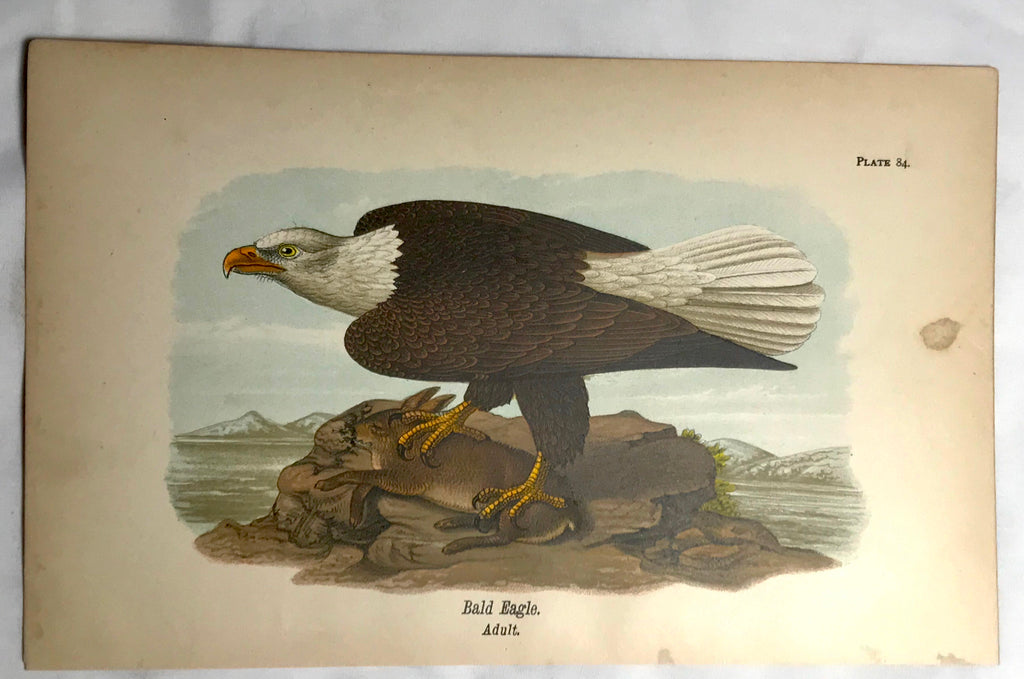 Warren Birds of PA 1890 2nd Ed Chromolithograph  "Bald Eagle"