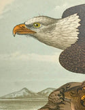 Warren Birds of PA 1890 2nd Ed Chromolithograph  "Bald Eagle"