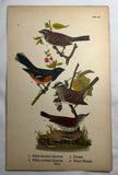 Warren Birds of PA 1890 Chromolithograph White-throated Sparrow Towhee Thrush