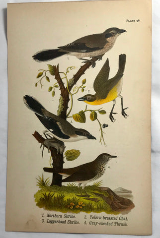 Warren Birds of PA 1890 Chromolithograph Shrike Chat Thrush