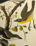 Warren Birds of PA 1890 Chromolithograph Shrike Chat Thrush