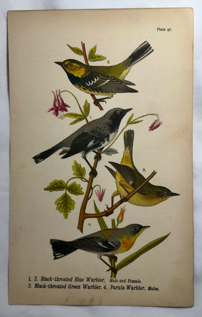 Warren Birds of PA 1890 Chromolithograph Black-throated Warbler Parula Warbler