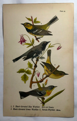 Warren Birds of PA 1890 Chromolithograph Black-throated Warbler Parula Warbler