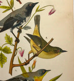 Warren Birds of PA 1890 Chromolithograph Black-throated Warbler Parula Warbler