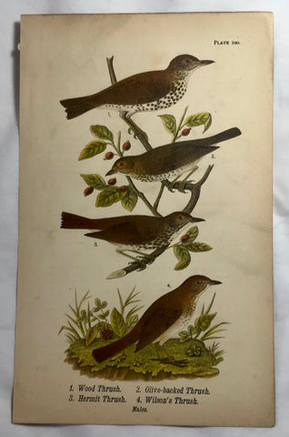 Warren Birds of PA 1890 Chromolithograph Wood Thrush Olive-backed Thrush Hermit