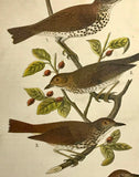 Warren Birds of PA 1890 Chromolithograph Wood Thrush Olive-backed Thrush Hermit