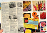 VTG 1962 Park's Flower and Seed Book Catalog Color Brochure 92 Pages Reference