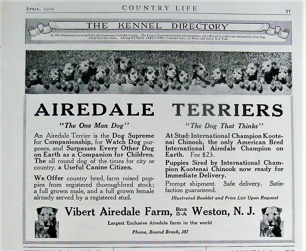 1920 Airedale Terrier's Weston, NJ Cute Vintage Dog Photo Print Ad