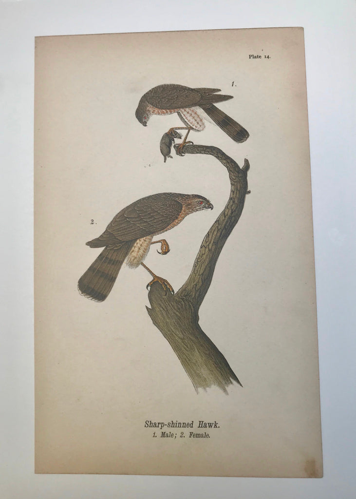 Warren Birds of Pennsylvania 1890 2nd Ed Chromolithograph "Sharp-shinned Hawk"