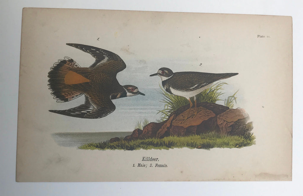 Warren Birds of Pennsylvania 1890 2nd Ed Chromolithograph "Killdeer"