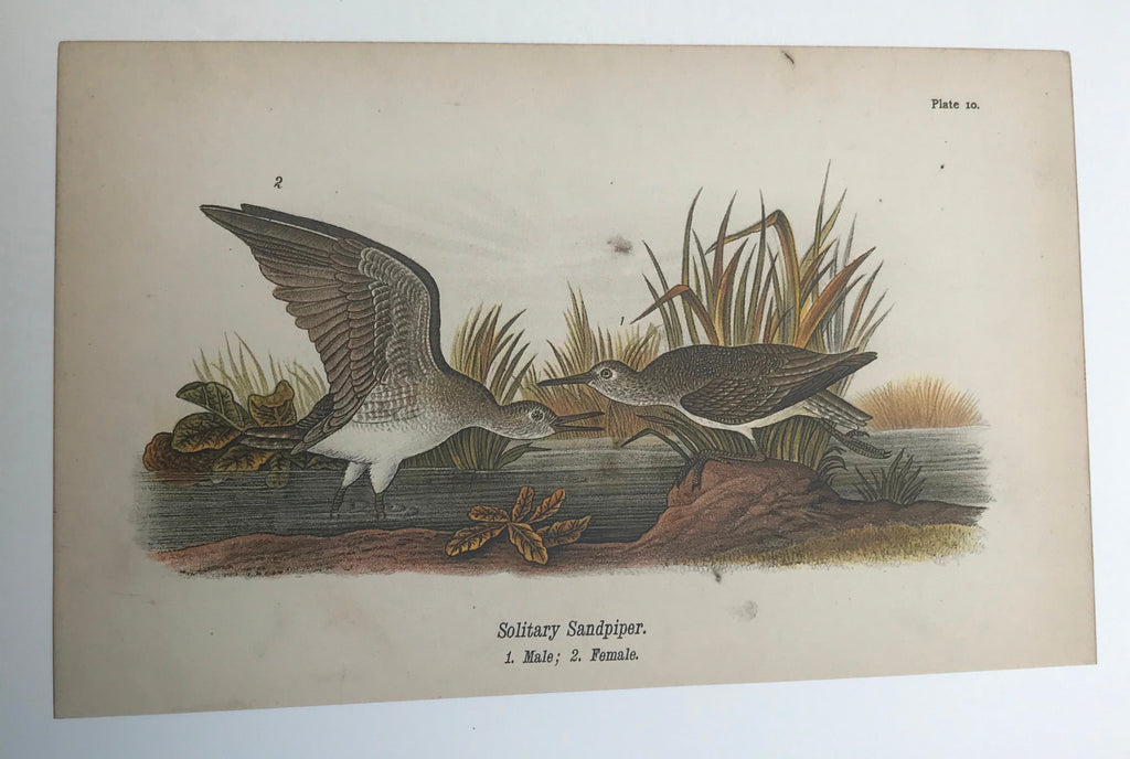 Warren Birds of Pennsylvania 1890 2nd Ed Chromolithograph "Solitary Sandpiper"