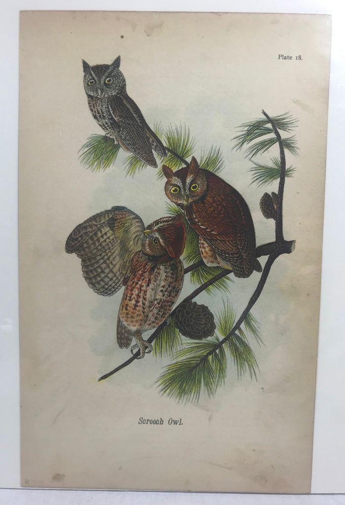 Warren Birds of Pennsylvania 1890 2nd Ed Chromolithograph "Screech Owl"