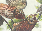 Warren Birds of Pennsylvania 1890 2nd Ed Chromolithograph "Screech Owl"