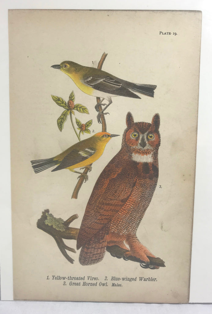 Warren Birds of Pennsylvania 1890 2nd Ed Chromolithograph "Great Horned Owl"