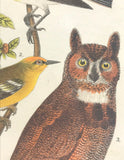 Warren Birds of Pennsylvania 1890 2nd Ed Chromolithograph "Great Horned Owl"