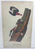 Warren Birds of Pennsylvania 1890 2nd Ed Chromolithograph Red-headed Woodpecker