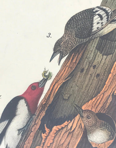 Warren Birds of Pennsylvania 1890 2nd Ed Chromolithograph Red-headed Woodpecker