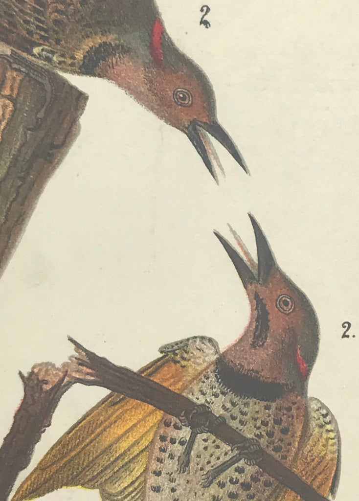 Warren Birds of Pennsylvania 1890 2nd Ed Chromolithograph "Flicker"