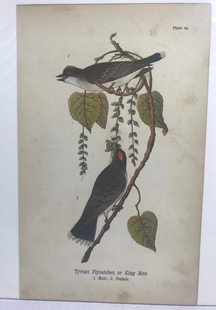 Warren Birds of Pennsylvania 1890 2nd Ed Chromolithograph "King Bird" Flycatcher