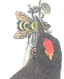 Warren Birds of Pennsylvania 1890 2nd Ed Chromolithograph "King Bird" Flycatcher
