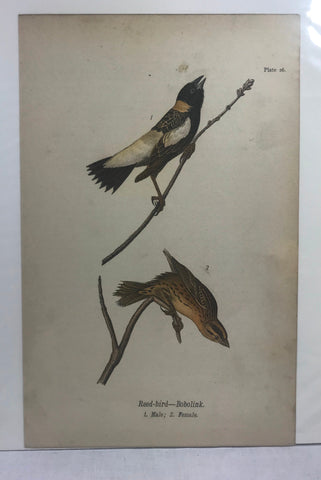 Warren Birds of Pennsylvania 1890 2nd Ed Chromolithograph "Bobolink"