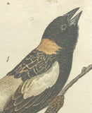 Warren Birds of Pennsylvania 1890 2nd Ed Chromolithograph "Bobolink"