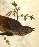 Warren Birds of Pennsylvania 1890 2nd Ed Chromolithograph "Purple Finch"