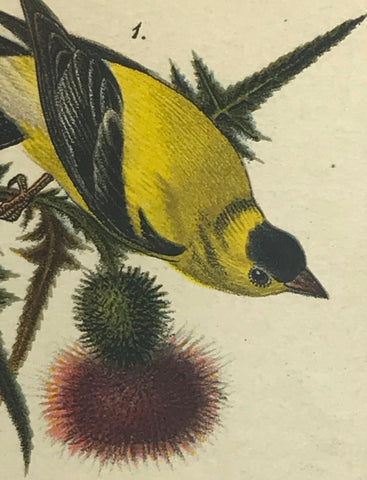 Warren Birds of Pennsylvania 1890 2nd Ed Chromolithograph "American Goldfinch"