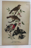 Warren Birds of Pennsylvania 1890 2 Ed Chromolithograph "Rose-breasted Grosbeak"