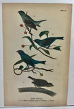 Warren Birds of Pennsylvania 1890 2nd Ed Chromolithograph "Indigo Bunting"