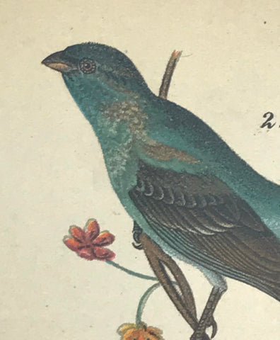 Warren Birds of Pennsylvania 1890 2nd Ed Chromolithograph "Indigo Bunting"