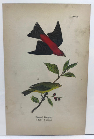 Warren Birds of Pennsylvania 1890 2nd Ed Chromolithograph "Scarlet Tanager"