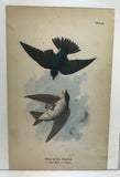 Warren Birds of Pennsylvania 1890 2nd Ed Chromolithograph White-bellied Swallow
