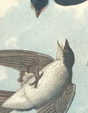 Warren Birds of Pennsylvania 1890 2nd Ed Chromolithograph White-bellied Swallow