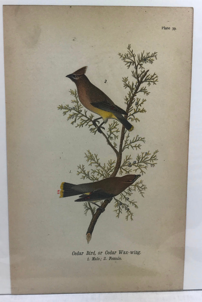 Warren Birds of Pennsylvania 1890 2nd Ed Chromolithograph "Cedar Wax-wing"