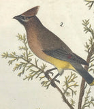 Warren Birds of Pennsylvania 1890 2nd Ed Chromolithograph "Cedar Wax-wing"