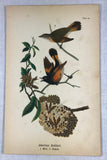 Warren Birds of Pennsylvania 1890 2nd Ed Chromolithograph "American Redstart"