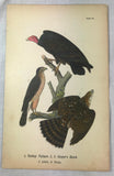 Warren Birds of PA 1890 2nd Ed Chromolithograph "Turkey Vulture Cooper's Hawk"