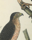 Warren Birds of PA 1890 2nd Ed Chromolithograph "Turkey Vulture Cooper's Hawk"