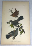 Warren Birds of PA 1890 2nd Ed Chromolithograph "Winter Wren Cat-bird"