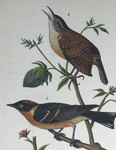 Warren Birds of PA 1890 2nd Ed Chromolithograph "Carolina Wren Warbler"