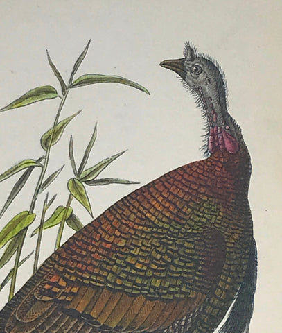 Warren Birds of PA 1890 2nd Ed Chromolithograph "Wild Turkey"