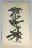 Warren Birds of PA 1890 2nd Ed Chromolithograph "Yellow-bellied Sapsucker"